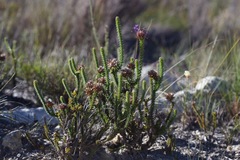 Rhigiophyllum squarrosum