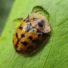 Aspidimorpha deusta