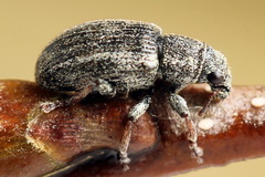 Sitona striatellus