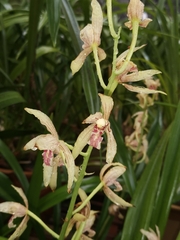 Cymbidium haematodes