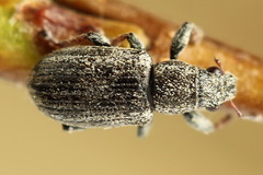 Sitona striatellus