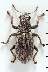 Sitona striatellus