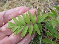 Sibbaldianthe bifurca