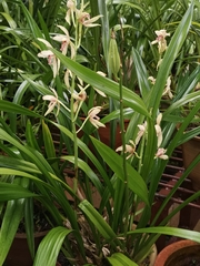 Cymbidium haematodes