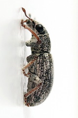 Sitona striatellus