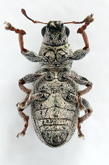 Sitona striatellus