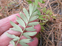 Sibbaldianthe bifurca