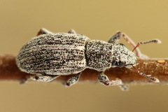 Sitona striatellus