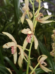 Cymbidium haematodes