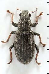 Sitona striatellus