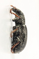 Sitona striatellus
