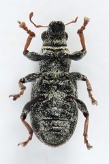 Sitona striatellus