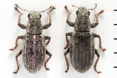 Sitona striatellus