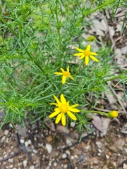 Senecio pinnatifolius