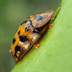 Aspidimorpha deusta