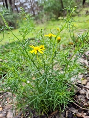 Senecio pinnatifolius