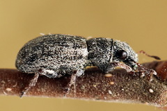 Sitona striatellus
