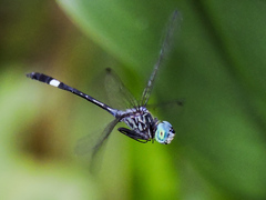 Micrathyria ocellata