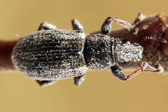 Sitona striatellus