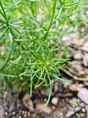 Senecio pinnatifolius
