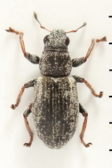 Sitona striatellus