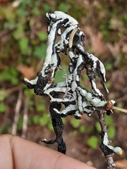 Hypogymnia imshaugii