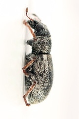 Sitona striatellus