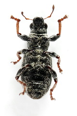 Sitona striatellus
