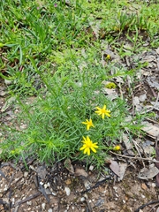 Senecio pinnatifolius