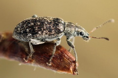 Polydrusus pilosus