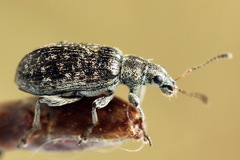 Polydrusus pilosus