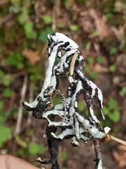 Hypogymnia imshaugii
