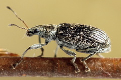 Polydrusus pilosus