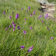 Dactylorhiza maculata