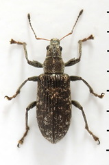 Polydrusus pilosus