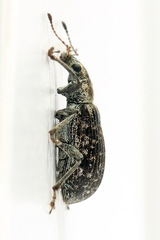 Polydrusus pilosus