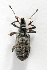 Polydrusus pilosus