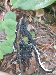 Hypogymnia imshaugii