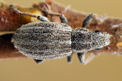 Sitona striatellus