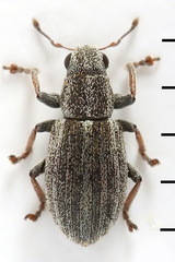 Sitona striatellus