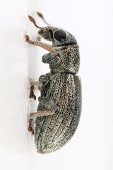 Sitona striatellus
