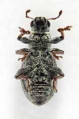 Sitona striatellus