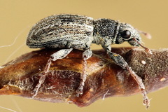 Sitona striatellus