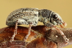 Sitona striatellus