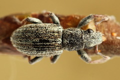 Sitona striatellus