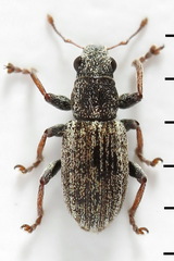 Sitona striatellus