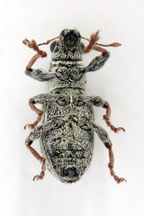Sitona striatellus