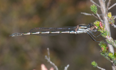 Austrolestes annulosus