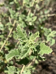 Malacothamnus fasciculatus