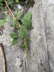 Amaranthus